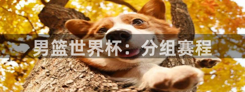女足世界杯直播在线观看免费高清：男篮世界杯：分组赛程